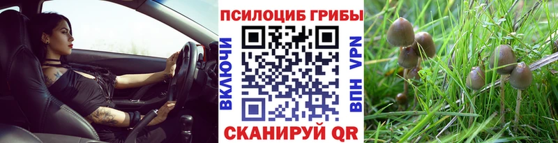 Галлюциногенные грибы Psilocybe Буй